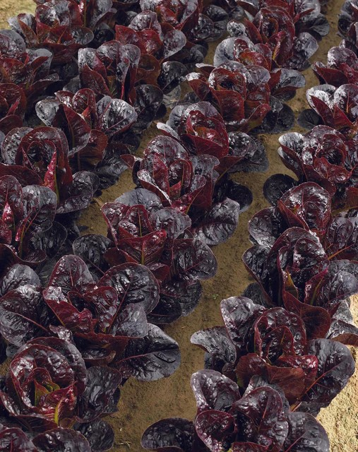 Lettuce - Truchas Pelleted Organic