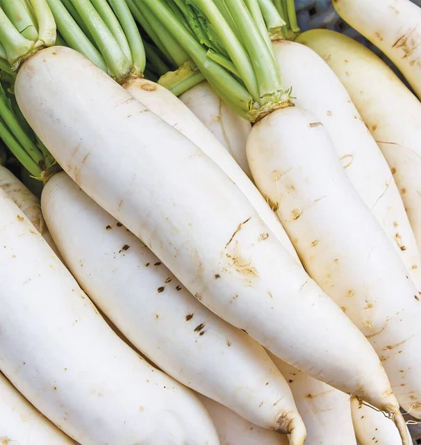 Daikon Radish - White Necked Miyashige