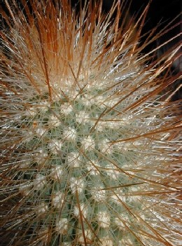 Cleistocactus tupizensis