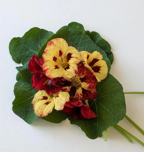 Nasturtium - Bloody Mary