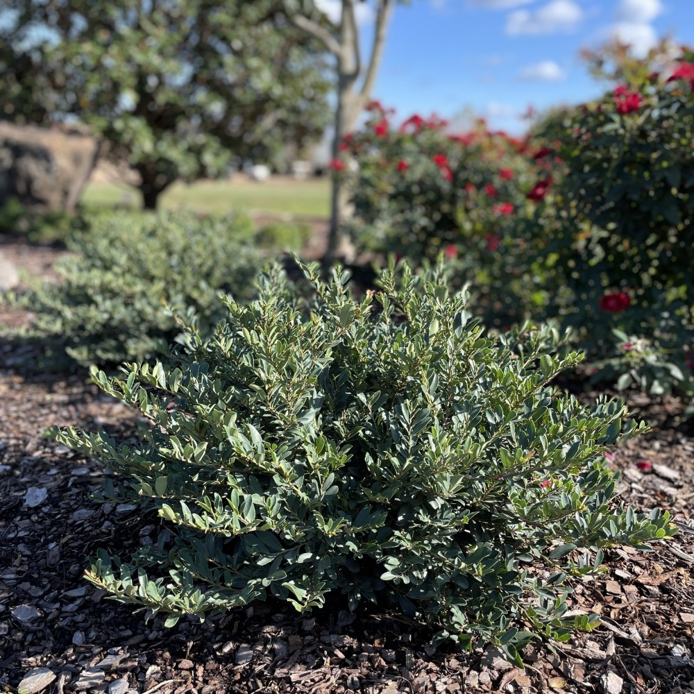 Distylium x 'Little Champ'