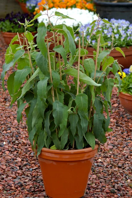 Eucalyptus - Lemon Bush