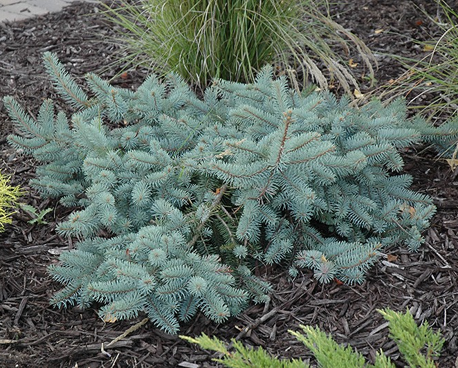 Picea pungens glauca 'Procumbens'