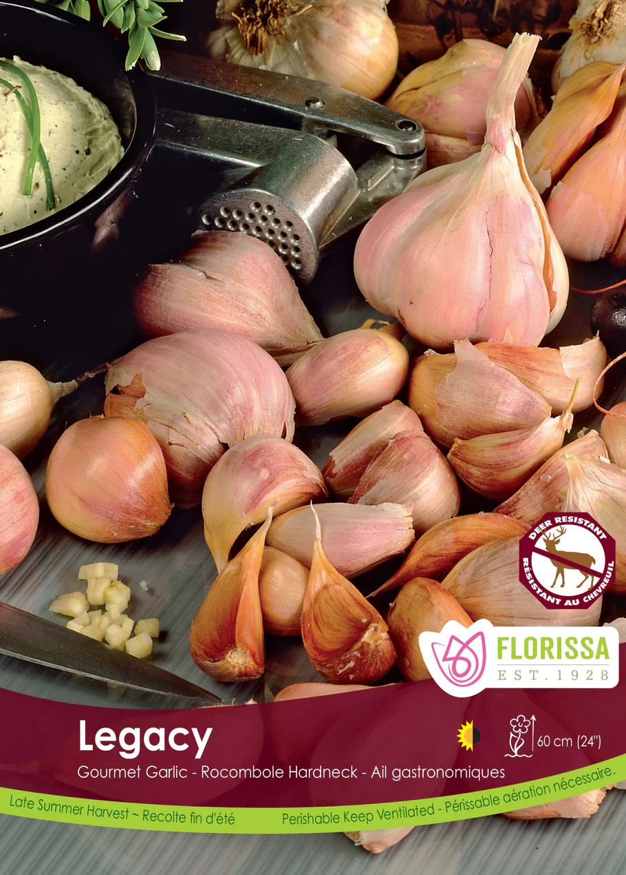 Garlic
