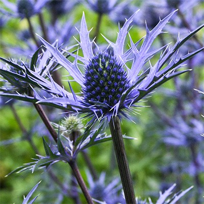 Eryngium bourgatii 'Lapis Blue'