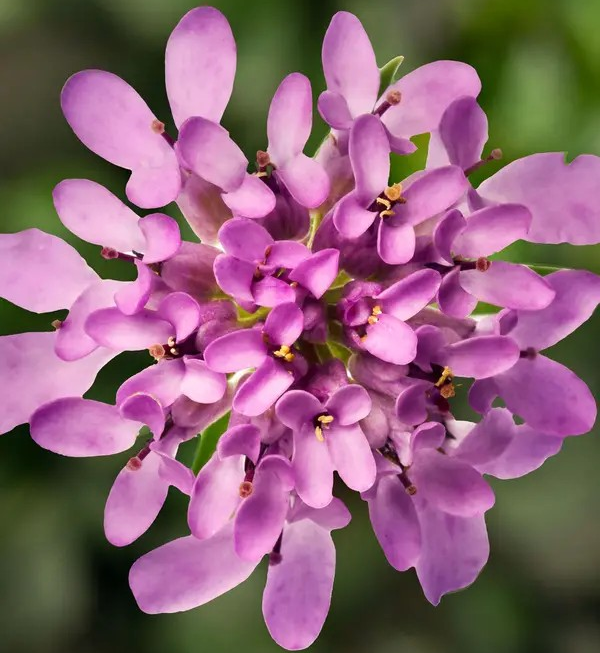 Iberis 'Mermaid Lavender'