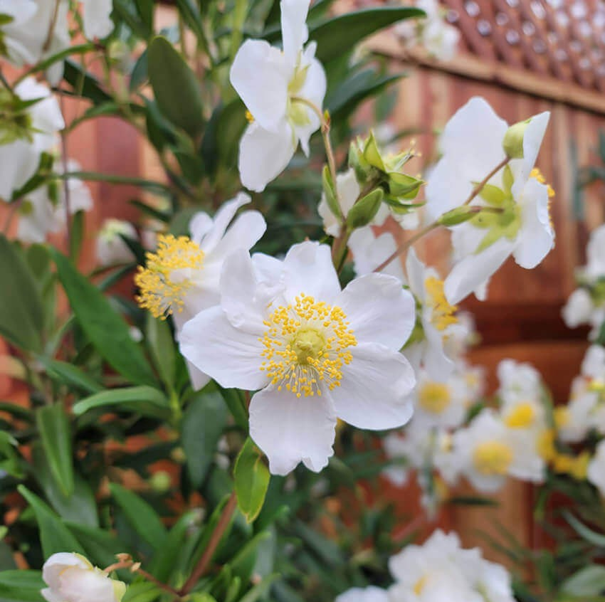 Carpenteria californica 'Elizabeth'