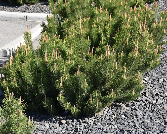 Pinus mugo 'Pumillo'
