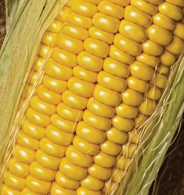 Corn - Golden Jubilee F1