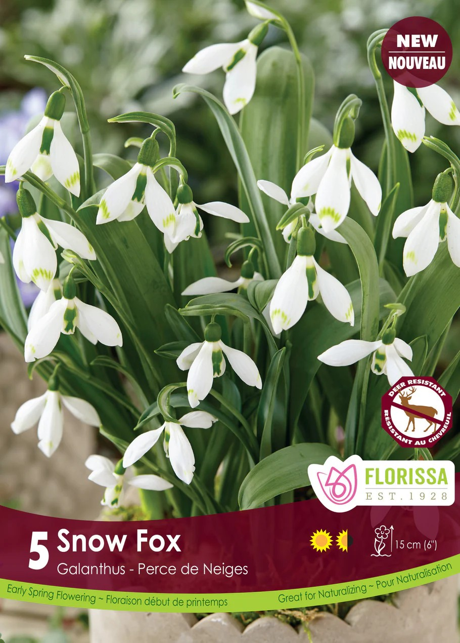 Galanthus 'Snow Fox'