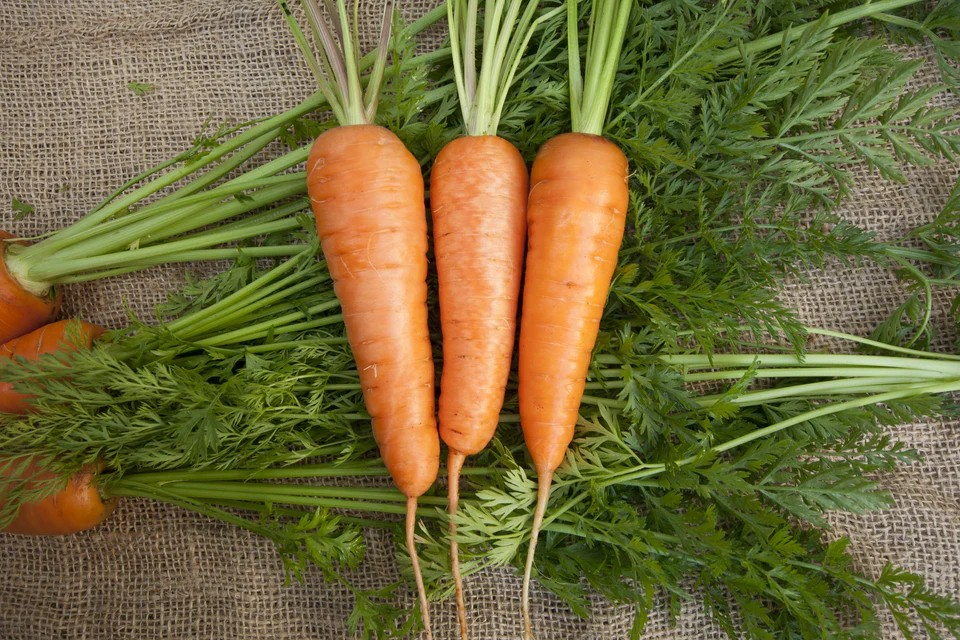 Carrot - Chantenay Seed Tape