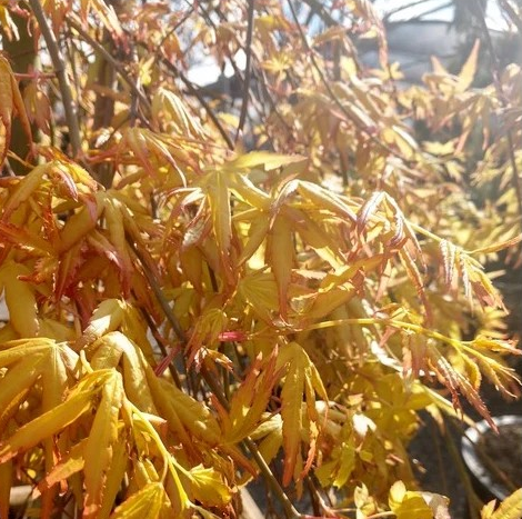 Acer palmatum 'Golden Falls'