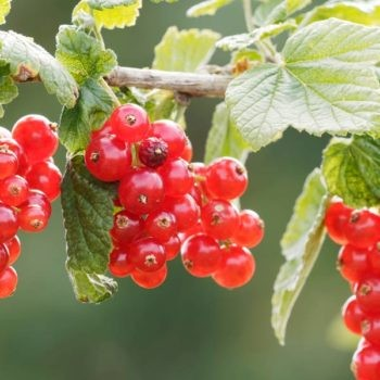 Ribes spicatum 'Pomona' - Red