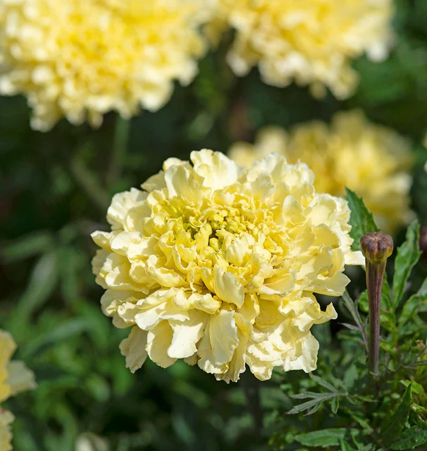 Marigolds - White Sugar and Spice