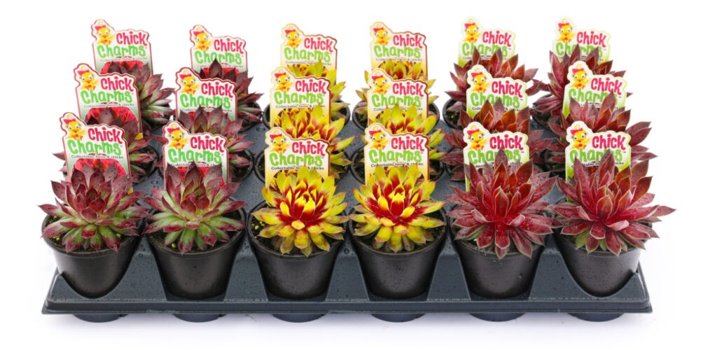 Chick Charms Toffee Truffle