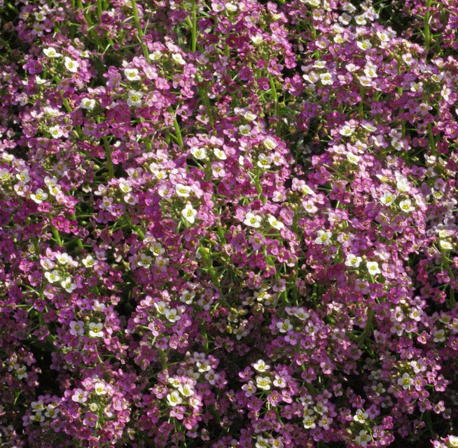 Alyssum - Dwarf Pink