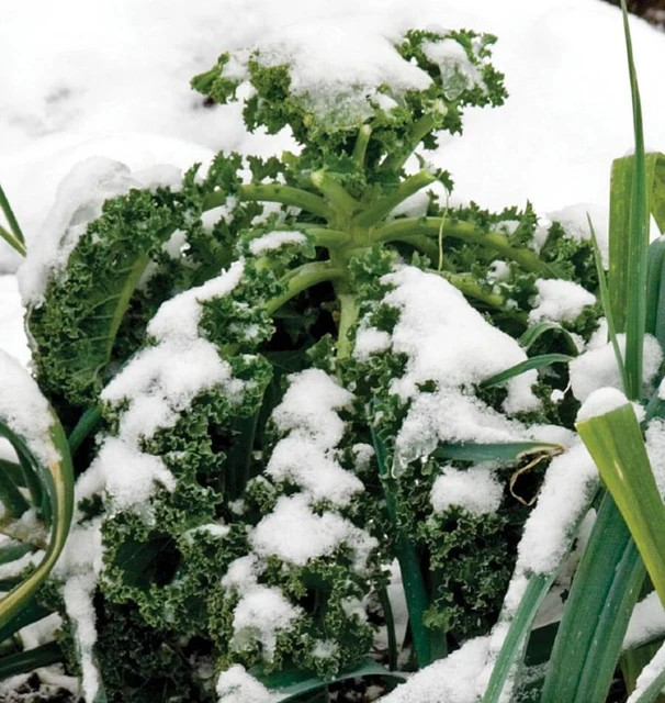 Kale - Winter Blend