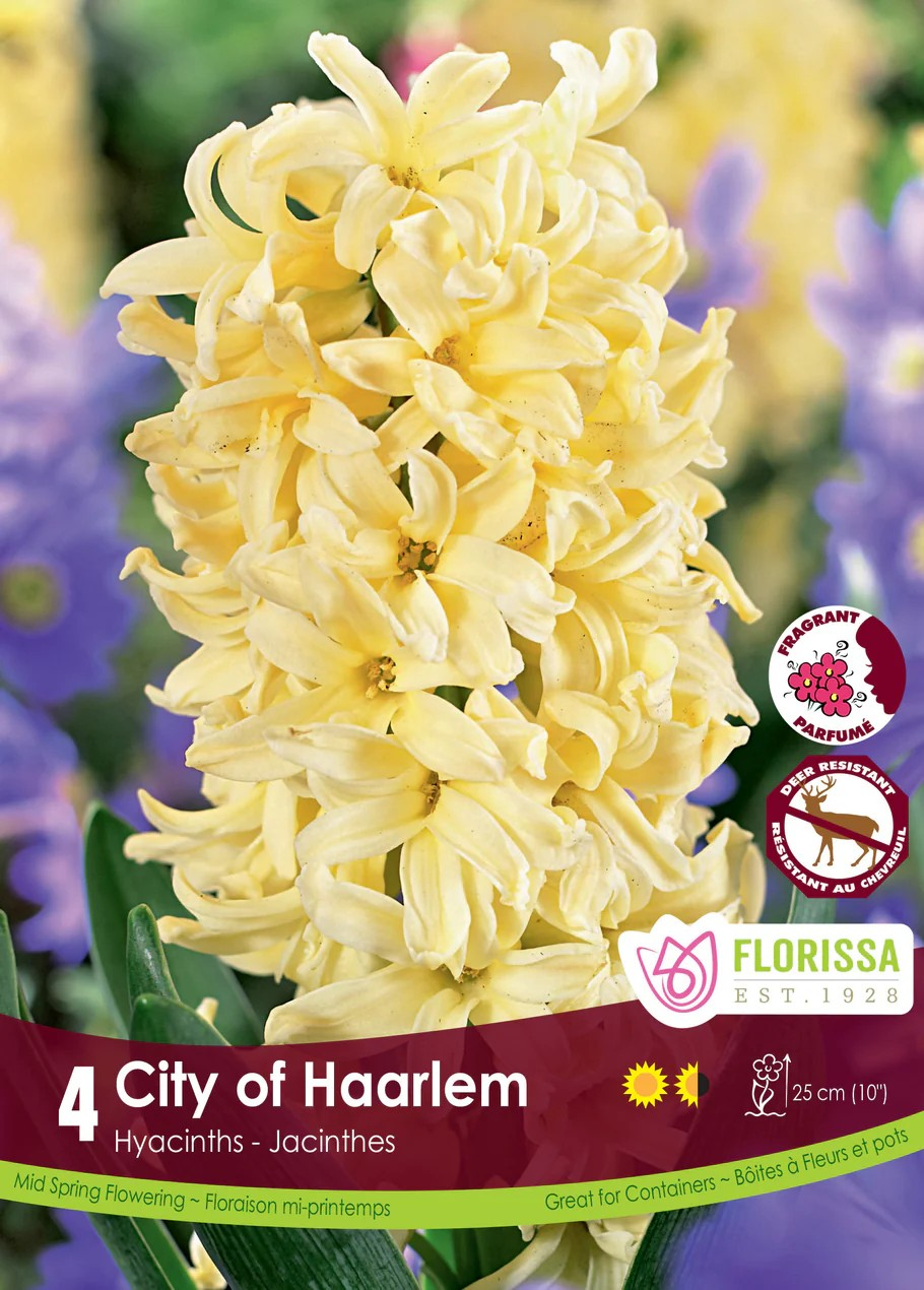 Hyacinth 'City of Harlem'