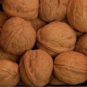 Juglans regia 'Manregion'