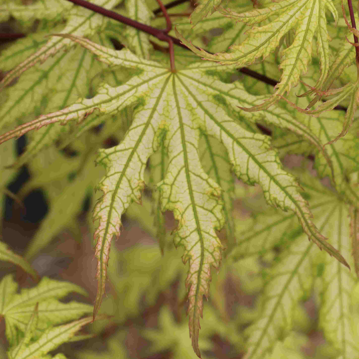 Acer palmatum 'Ghost Dancer'