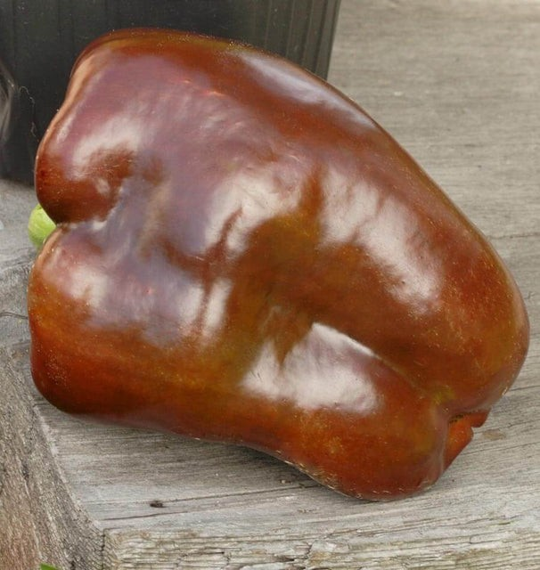 Peppers - Chocolate Beauty