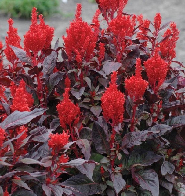 Celosia - China Town