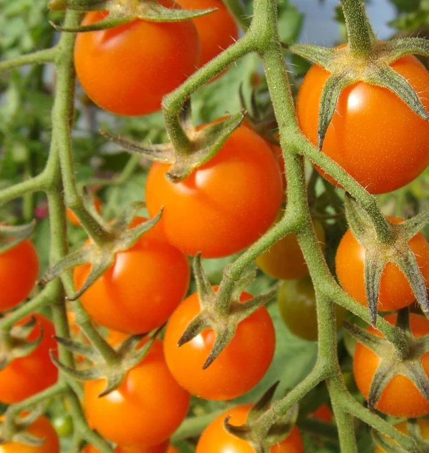 Tomatoes - Sungold Cherry