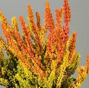 Calluna vulgaris 'Zoe'