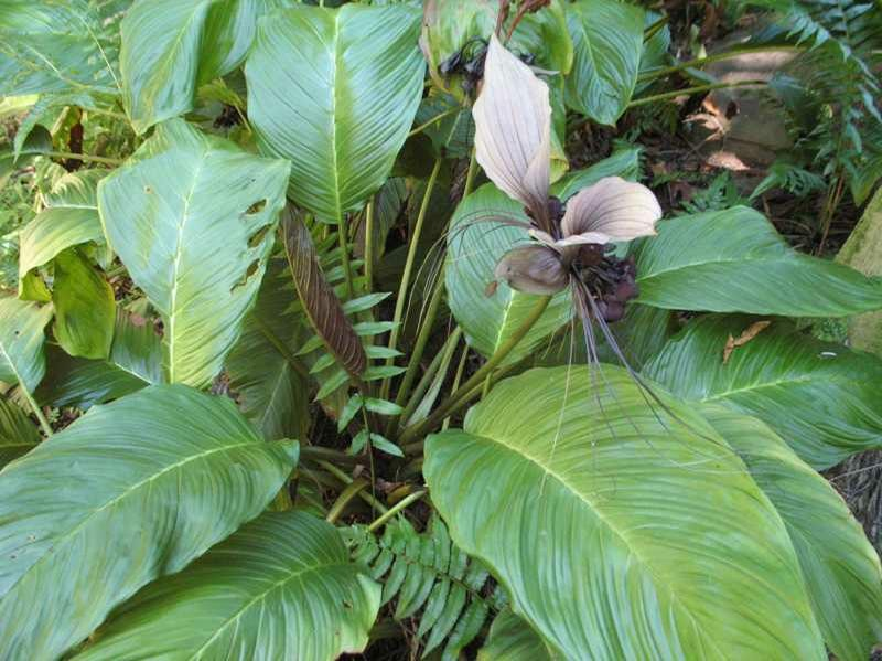 Tacca integrifolia