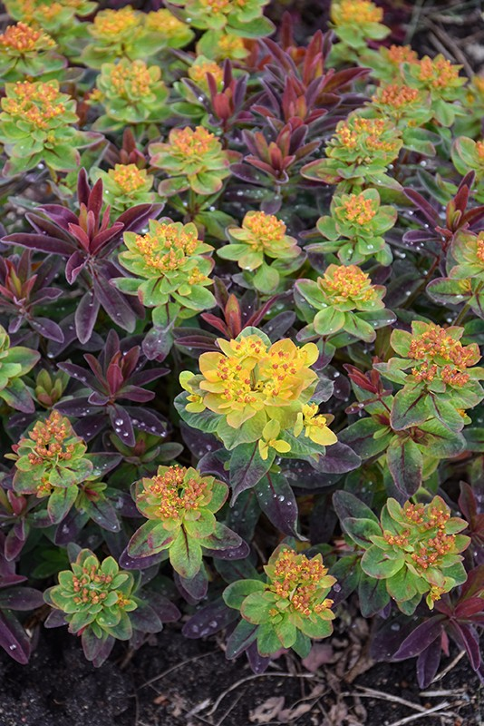 Euphorbia 'Bonfire'