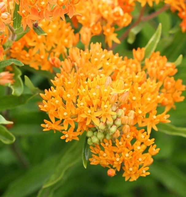Asclepias - Butterfly Bush