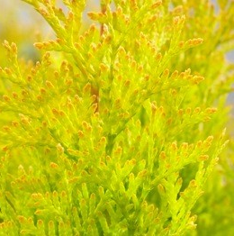Thuja occidentalis 'Sunny'