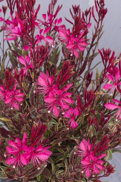 Gaura 'Graceful Magic'