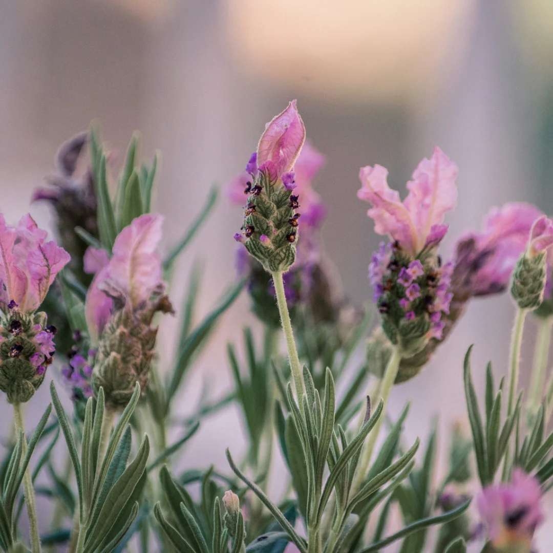 Lavandula stoechas 'Bandera Deep Rose'