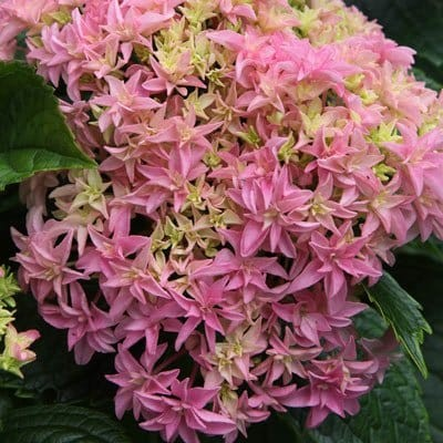 Hydrangea macrophylla 'Inspire'