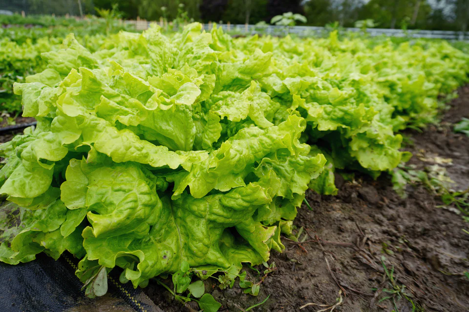 Lettuce - Simpson Elite