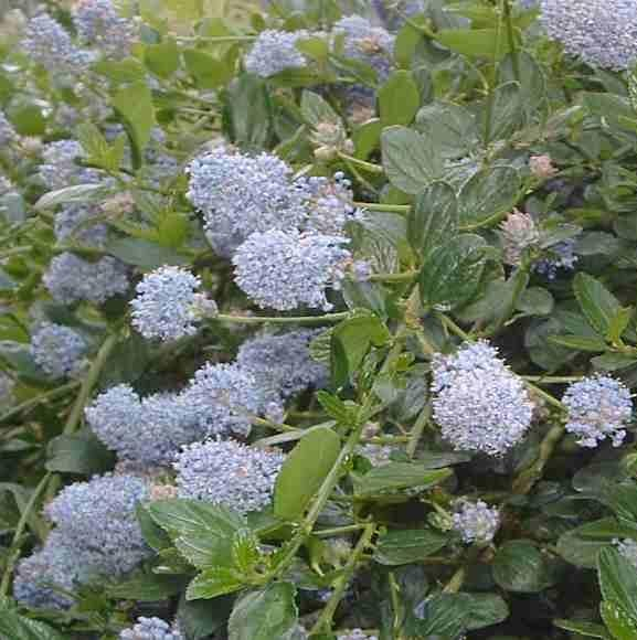 Ceanothus thyrsiflorus 'Repens'