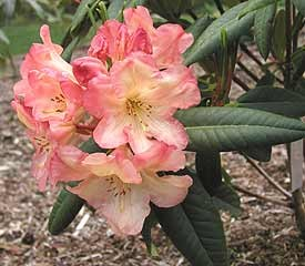 Rhododendron 'Honey Butter'