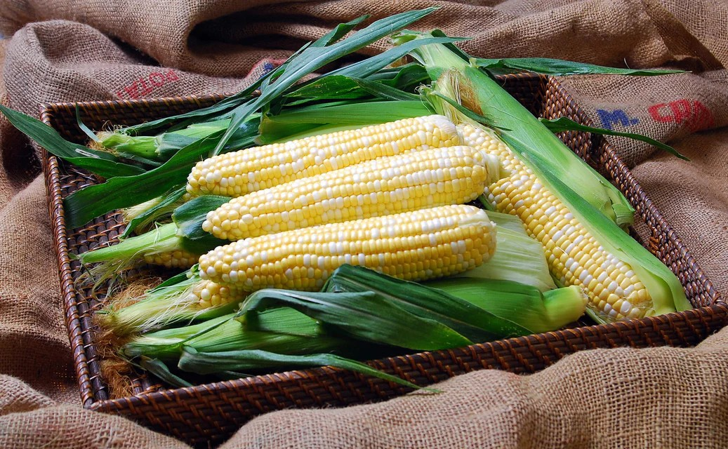 Corn - Solstice