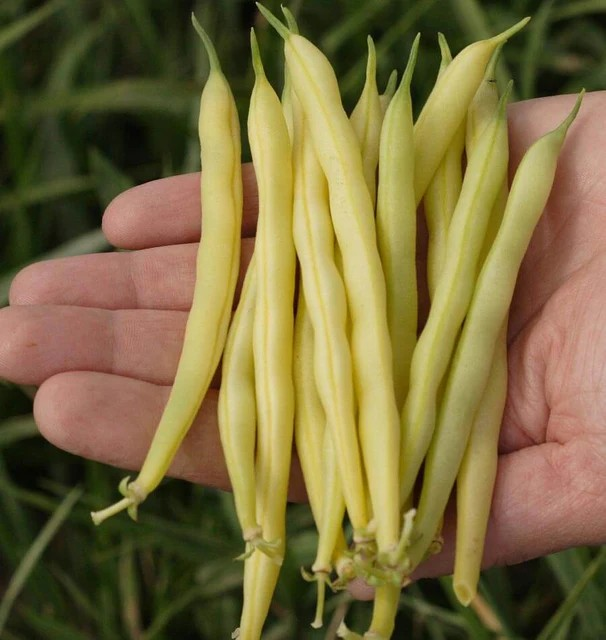 Bush Bean - Gold Rush