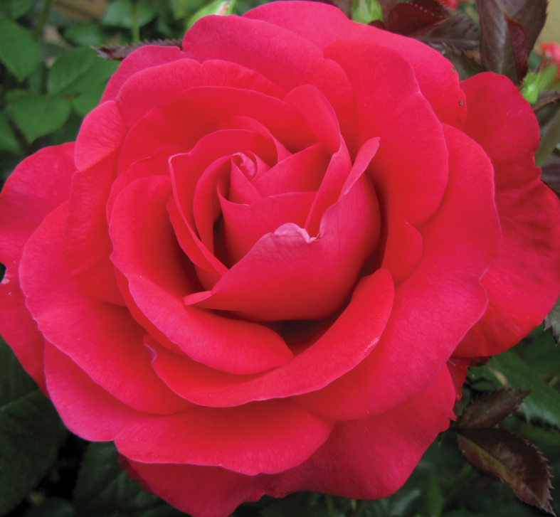 Rosa 'In Love Again'