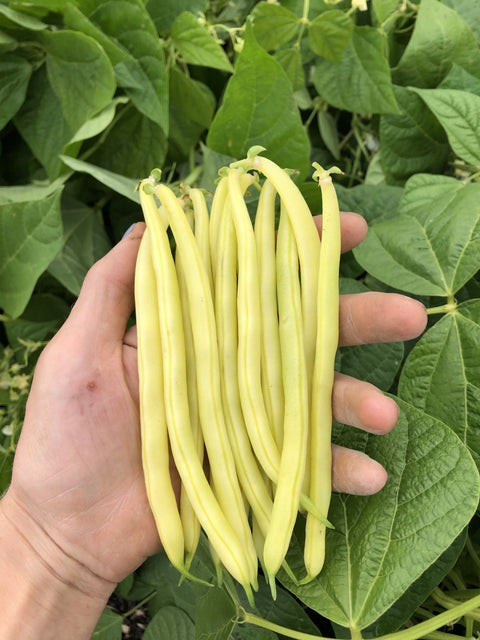 Bush Bean - Gold Rush