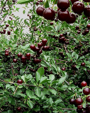 Prunus x kerrasis 'Romeo' & 'Juliet' Pair