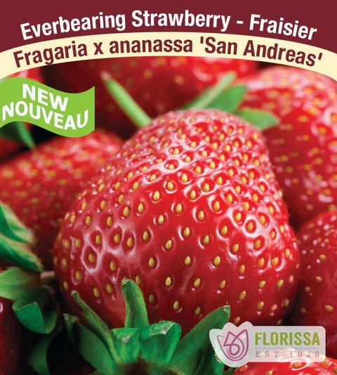 STRAWBERRY San Andreas