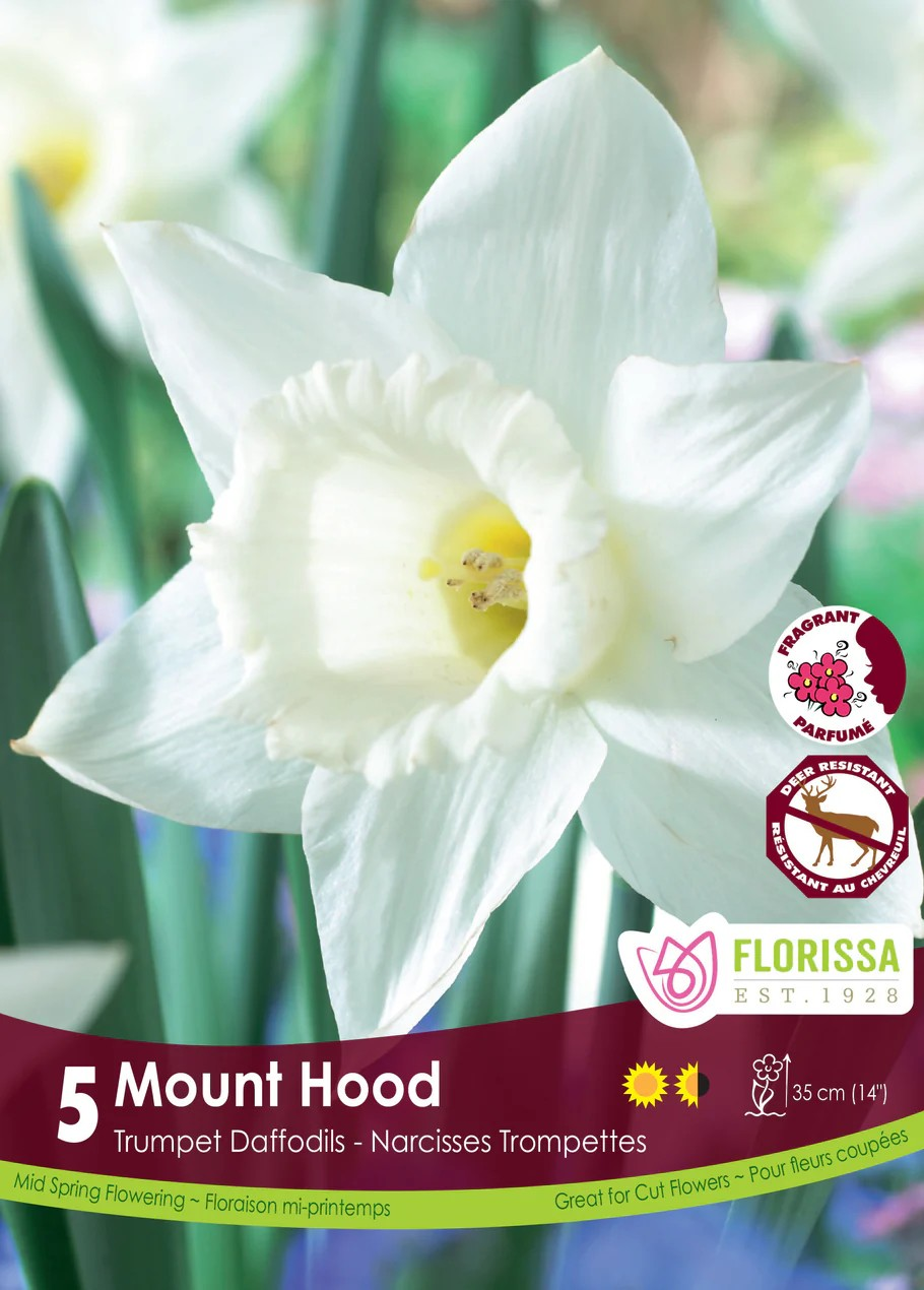 Narcissus 'Mount Hood'