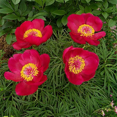 Paeonia tenuifolia 'Itoba'