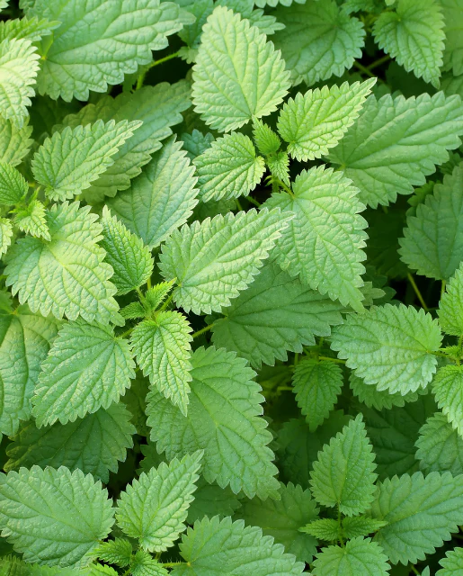 Nettle