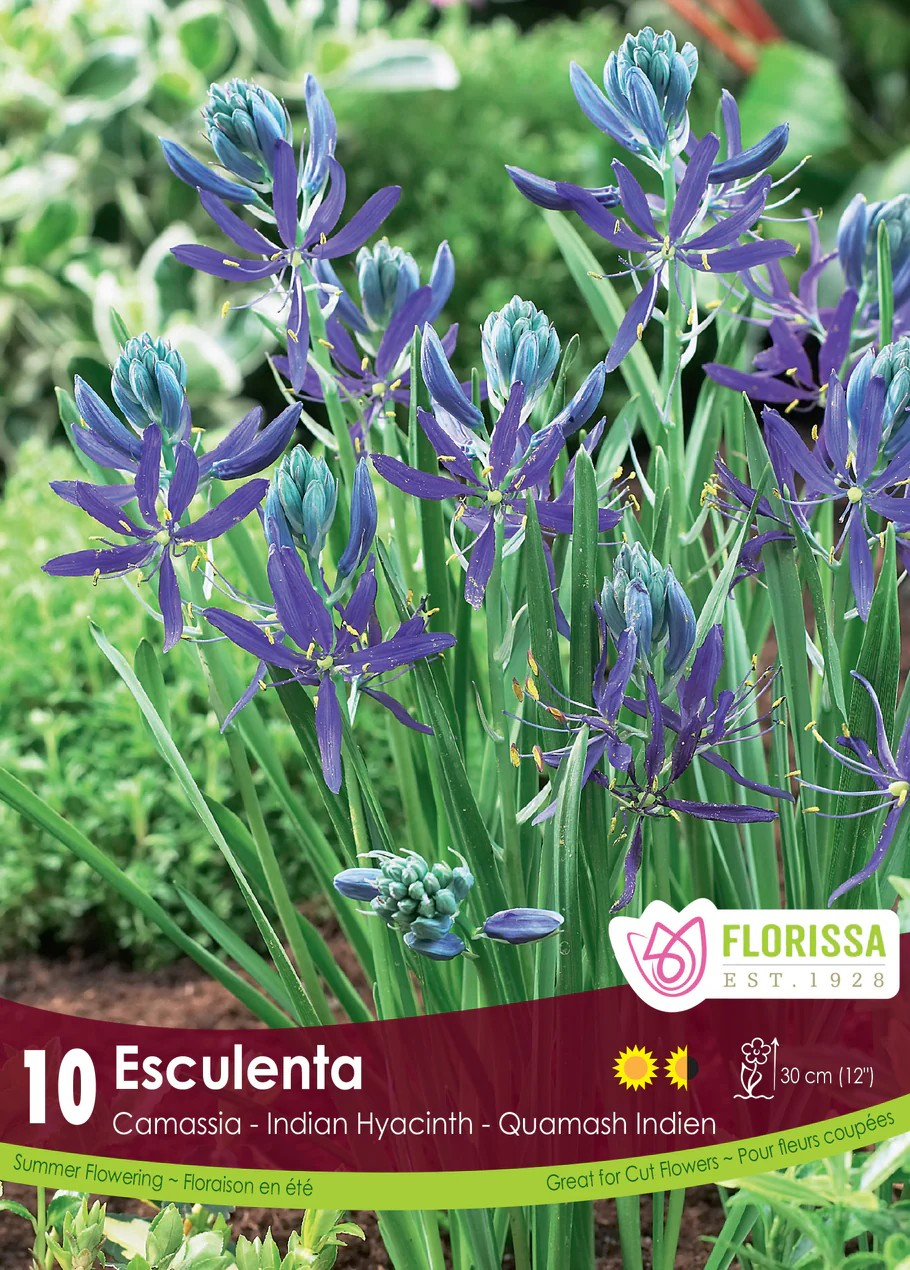Camassia 'Esculenta Quamash'