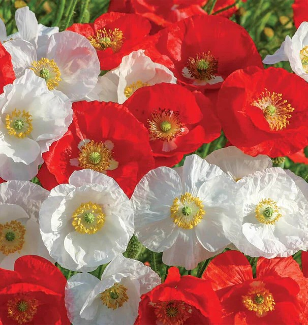 Poppies - Canada Mix