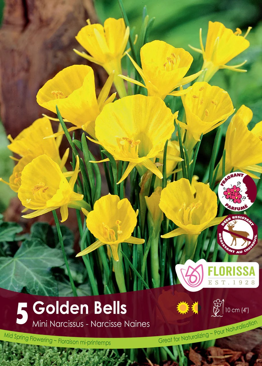 Narcissus bulbocodium 'Golden Bells'
